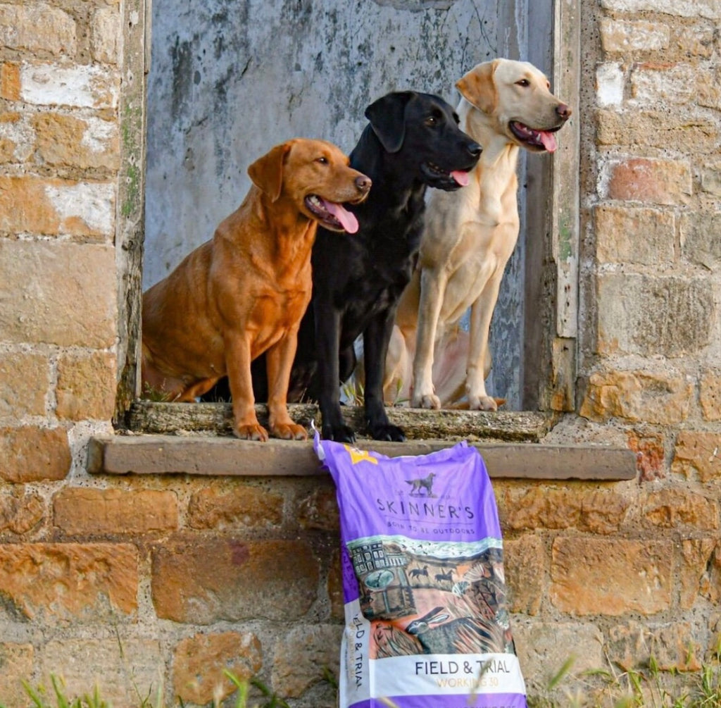 Working Dog Food